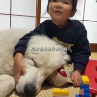 グレート・ピレニーズが…