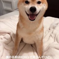 笑顔の柴犬