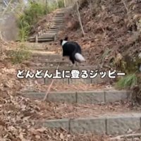 階段を上る犬
