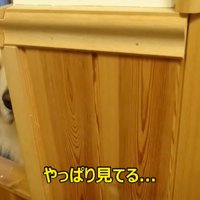 ヨーグルトを欲しがるギンちゃん3