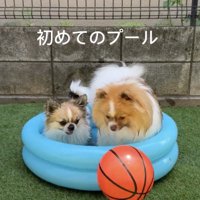 小さなプールに入る2匹の犬