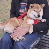 抱っこしてもらってウトウト…