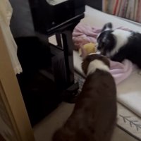 赤ちゃんへ近づく2匹の犬