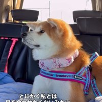 お見送りの時のひなちゃん2