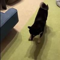 オヤツで釣る作戦成功？