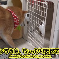 なぜか開かない方から入る気満々