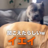 散歩を喜ぶ中型犬