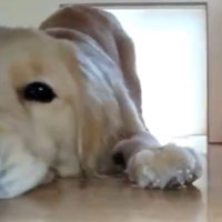 ゴル