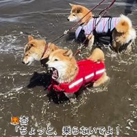 末っ子の柴犬にしがみつかれて怒る長女の柴犬