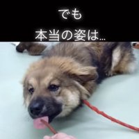 お茶目なシードくん。