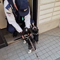 しゃがんだ警察官と触れ合う犬たち