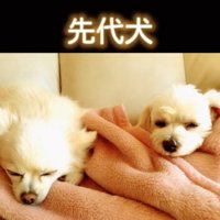 2匹の犬