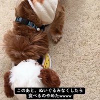 こあ君のご飯の横におもちゃを置いたら5