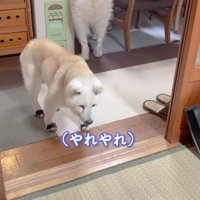 「やれやれ」