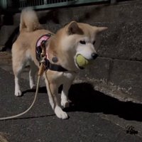 松ぼっくりから視線を外して立ち止まる犬