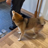 大好きなおじさんが来た時のはちちゃん2