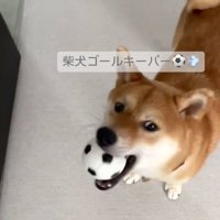 ボールをくわえる柴犬