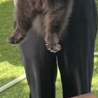 黒い犬の足