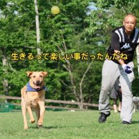 ボールで遊ぶ犬