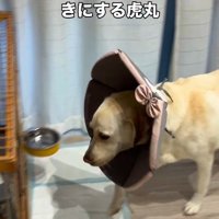 「ケージの中で待ってるね！」