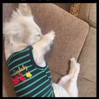 新しい犬生の始まり