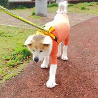 テチテチとスローペース