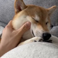 飼い主に顔を撫でられて目を細める犬