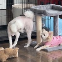 向かい合う2匹の犬