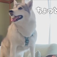 見上げる犬