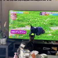 もう一度画面を見つめるくろちゃん