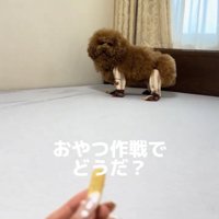 おやつを見つめる犬