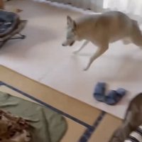畳の部屋を駆け抜ける犬