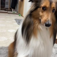 「お手するから許して？」