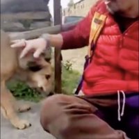 頭を撫でられる犬