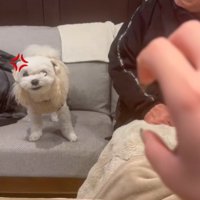 伸びてくる手に怒る小型犬