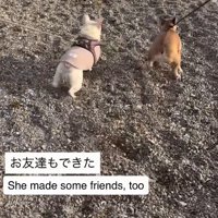 仲良しの友達犬もできた♪