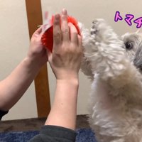 てんぽさんにおもちゃが届いたら4