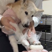 お餅を見つめる犬