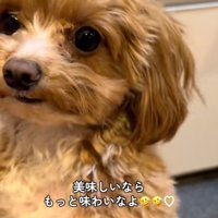 みかんを食べるこあ君4