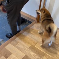 大好きなおじさんが来た時のはちちゃん