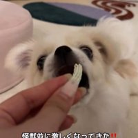 歯磨きガムを怖がるぽっぷくん5