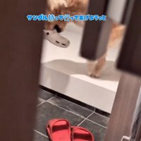 サンダルをくわえる大型犬