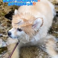 横を向く犬