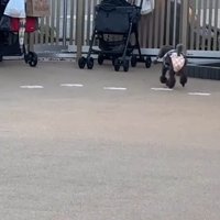 ドッグランでのジュプンちゃん2