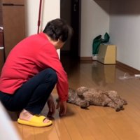 仰向けに寝転がる犬