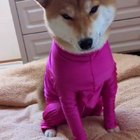 オヤツをあげてみても…