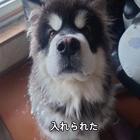 家に入った子犬