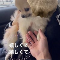 女性に抱っこされて家族の方を見つめる犬