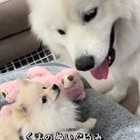 しげるくんが優勢！？