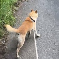 引き返し始める犬